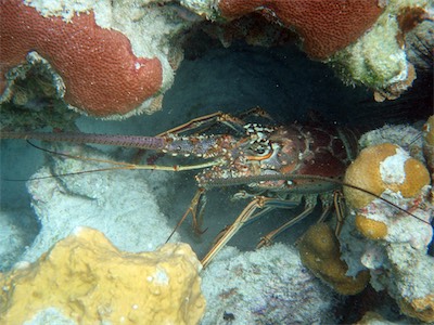 Spiny lobsters at ‘Smuggler’s Cove’