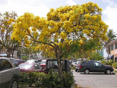Commonly known as the Golden Trumpet Tree, Handroanthus chrysotrichus, synonym Tabebuia chrysotricha
