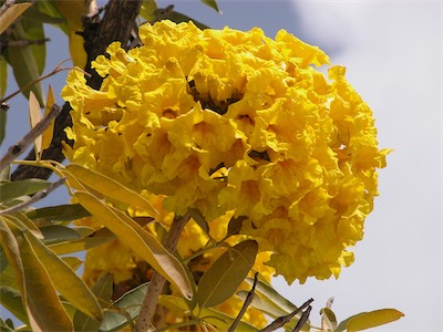 Commonly known as the Golden Trumpet Tree, Handroanthus chrysotrichus, synonym Tabebuia chrysotricha