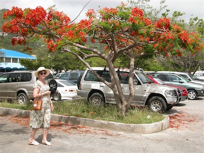 The tree is known in English as the ‘Royal Poinciana’, ‘Flamboyant’ or ‘Delonix regia’