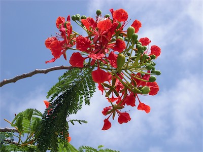 ‘Royal Poinciana’, ‘Flamboyant’ or ‘Delonix regia’
