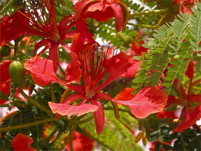 ‘Royal Poinciana’, ‘Flamboyant’ or ‘Delonix regia’