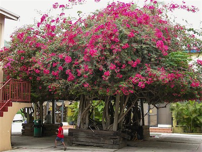 Great Bougainvillea, Bougainvillea Spectabilis, here in Road Town