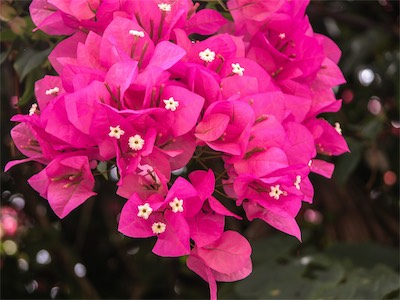 Great Bougainvillea, Bougainvillea Spectabilis, here in Road Town