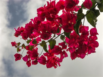 Great Bougainvillea, Bougainvillea Spectabilis, here in Road Town