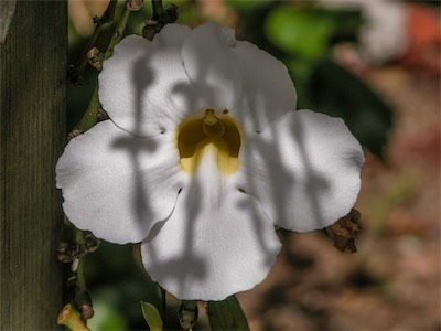 Bengal Clockvine, Thunbergia Grandiflora