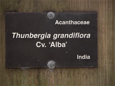 Bengal Clockvine, Thunbergia Grandiflora