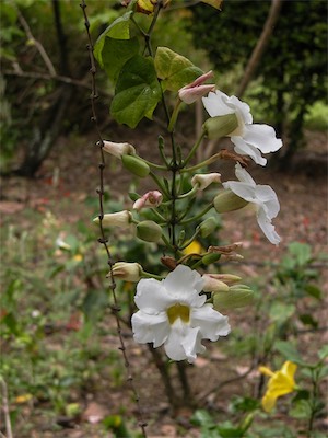 Bengal Clockvine, Thunbergia Grandiflora