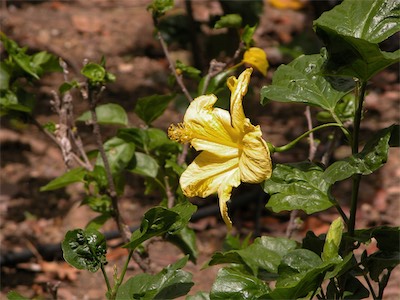 Hibiscus