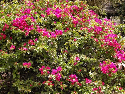 Great Bougainvillea, Bougainvillea Spectabilis