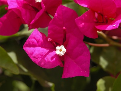 Great Bougainvillea, Bougainvillea Spectabilis