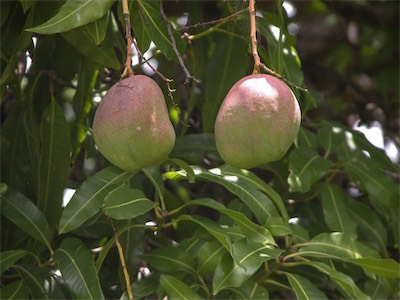 Mango
