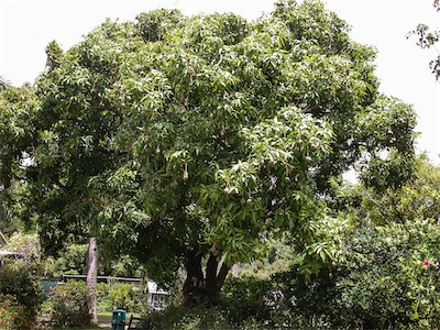 Mango Tree