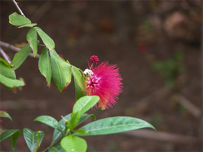 Stickpea, Calliandra Haematocephala