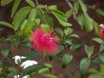Stickpea, Calliandra Haematocephala