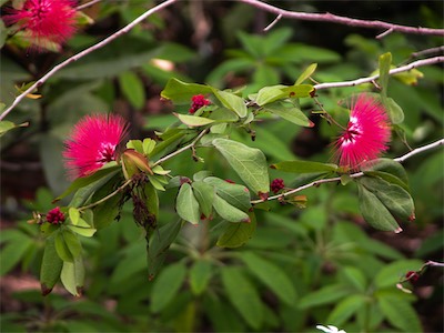 Stickpea, Calliandra Haematocephala