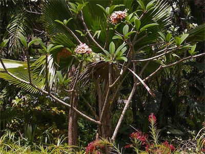 Plumeria Tree, Frangipani, Apocynaceae
