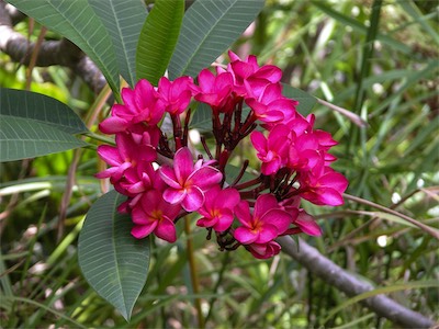 Plumeria, also known as Frangipani, Apocynaceae