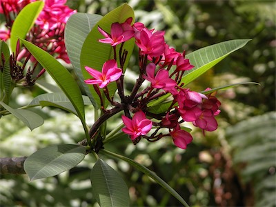 Plumeria, Frangipani, Apocynaceae