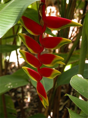 False Bird of Paradise, Lobster Claw, Heliconia Humilis