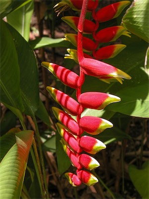 False Bird of Paradise, Lobster Claw, Heliconia Humilis