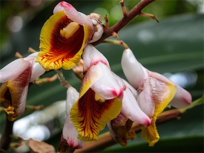 Shell Ginger, Zingiberaceae