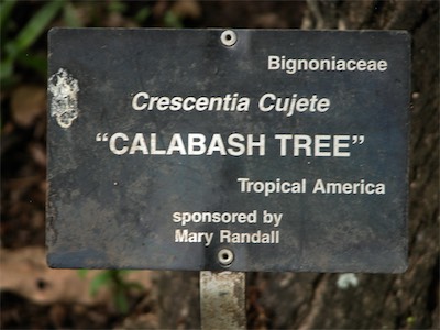 Calabash tree, Crescentia cujete