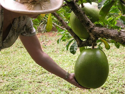 Calabash tree, Crescentia cujete