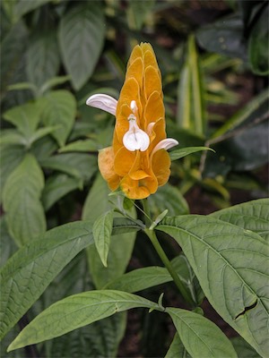 Golden Shrimp Plant or Lollipop Plant, Pachystachys Lutea