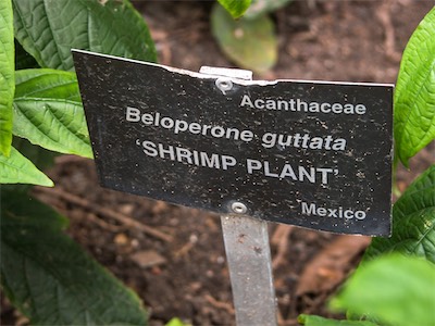 Golden Shrimp Plant or Lollipop Plant, Pachystachys Lutea