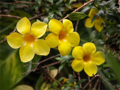 Golden Trumpet, Yellow Allamanda, Allamanda cathartica