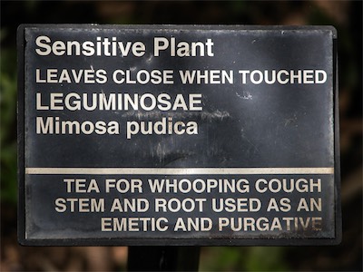 Sensitive Plant, Leguminosae, Mimosa pudica