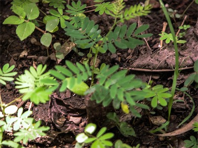 Sensitive Plant, Leguminosae, Mimosa pudica