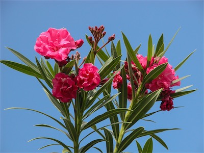 Oleander, Nerium Oleander