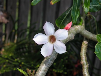 Desert Rose, Adenium obesum