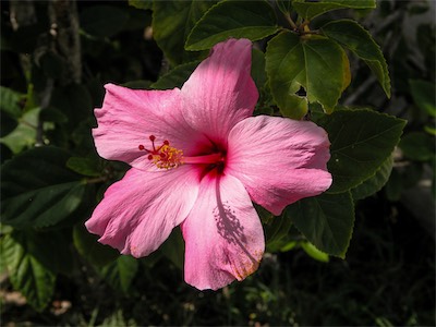 Hibiscus
