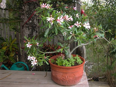 Desert Rose, Adenium obesum