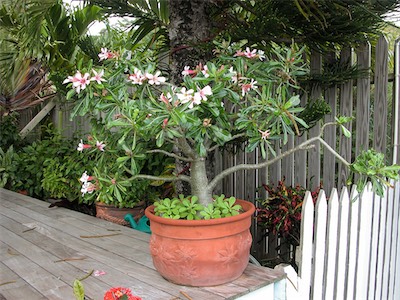 Desert Rose, Adenium obesum