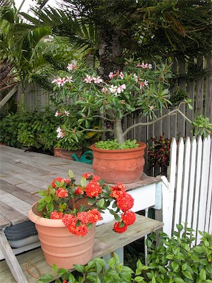 Desert Rose, Adenium obesum and Scarlet Jungleflame