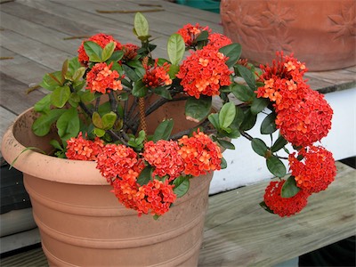 Scarlet Jungleflame, Family Rubiaceae