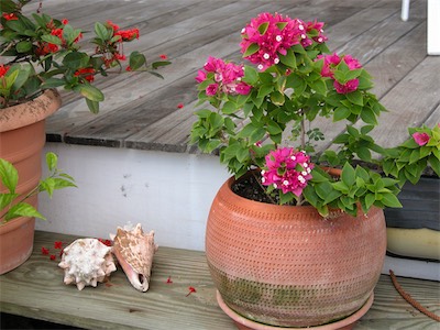 Bougainvillaea Spectabilis