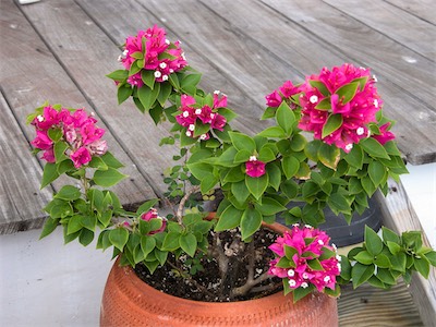 Bougainvillaea Spectabilis