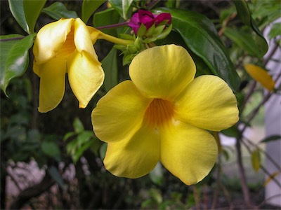 Manatee Point, Sea Cow Bay