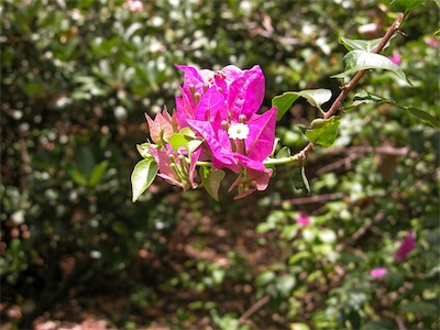 Bougainvillea, Bougainvillaea Spectabilis