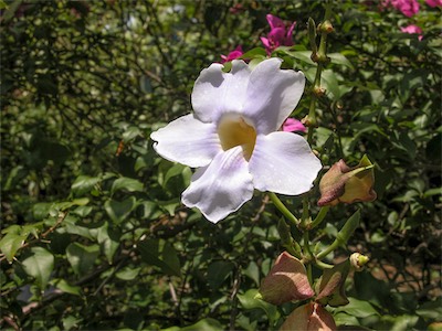 Clockvine, Thunbergia Grandiflora, Acanthaceae