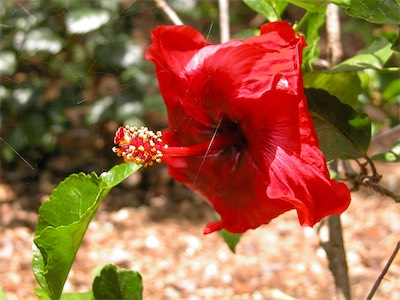 Botanical Gardens, Road Town, Tortola, British Virgin Islands