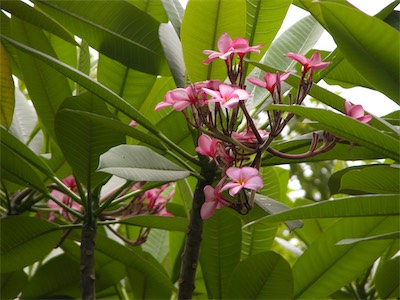 Red Jasmine, Plumeria Rubra