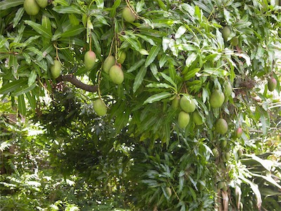 Mango Tree
