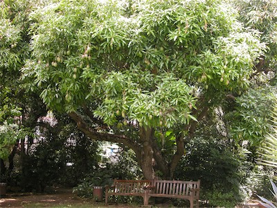 Mango Tree