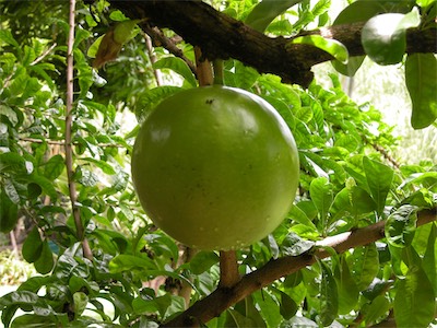 Breadfruit, Artocarpus Altilis